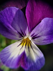 close up of pensée flower purple white and yellow 1 gros plan d'une fleur pensée blanche mauve et jaune 1 © JennyLL