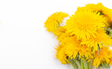 Bouquet of yellow dandelions on a white background. Yellow summer flowers.