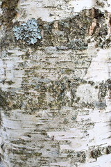 Background. Birch trunk with blue lichens