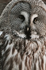 Great grey owl or great gray owl (Strix nebulosa) on nest with chicks 