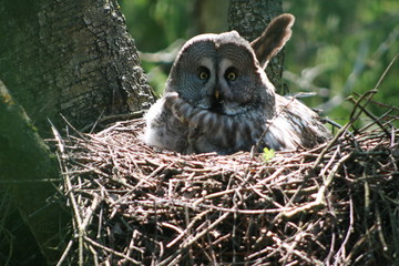 Great grey owl or great gray owl (Strix nebulosa) on nest with chicks 