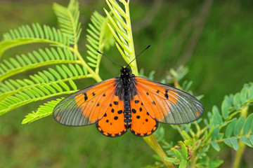 A colorful garden acraea butterfly (Acreae horta) sitting on a plant, South Africa.