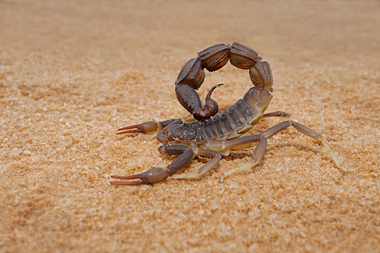 Granulated thick-tailed scorpion (Parabuthus granulatus), Kalahari desert, South Africa .