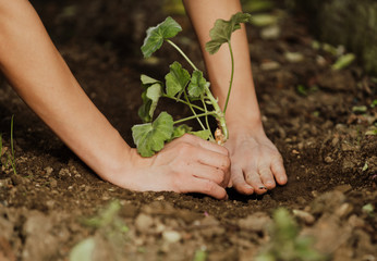 World environment day concept: hands of the women were planting the seedlings into the ground to dry.