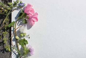 Composizione di fiori e piante spontanee su foglio di carta ruvida, visione dall'alto, piana, fiori e piante spontanee cornice