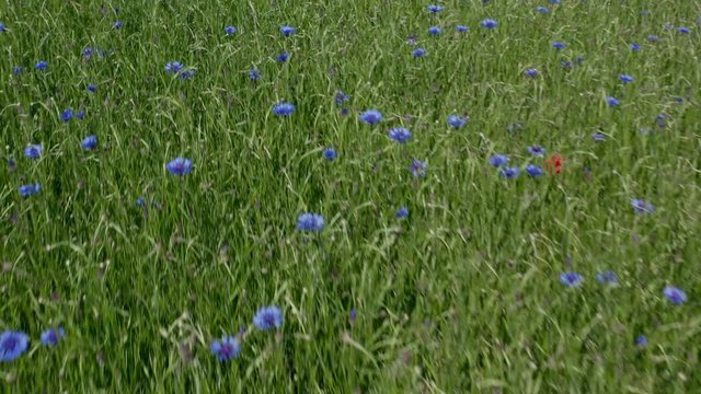 aerial view of cornflowers, field of cornflowers