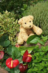 Teddy bear playing in garden