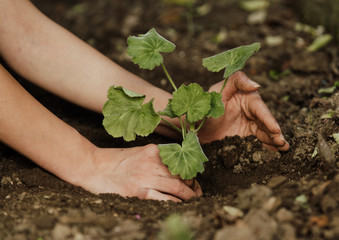 World environment day concept: hands of the women were planting the seedlings into the ground to dry.