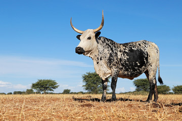 Nguni cow - indigenous cattle breed of South Africa - on rural farm.
