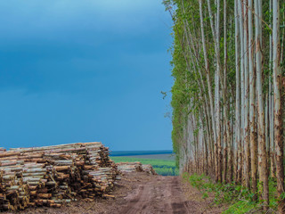 Wood Pile Logs 
