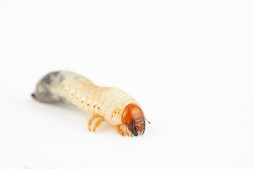 Chafer grub (Melolontha melolontha) isolated on white background. Macro photo. 