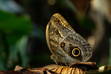 Monarch Butterflies in Clusters on plants