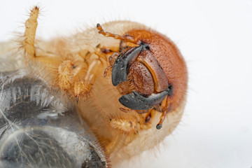 Chafer grub (Melolontha melolontha) isolated on white background. Macro photo. 