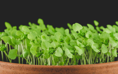 Basil (Ocimum basilicum L.) sprouts in a pot. Macro photo. Dark background. Side view. 