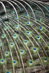 Obraz premium Peacock feathers texture background 