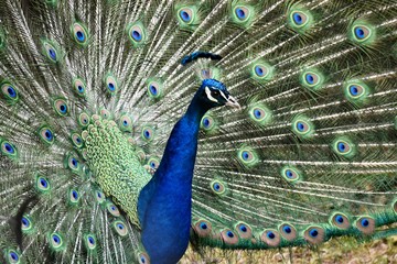 Obraz premium peacock with feathers out