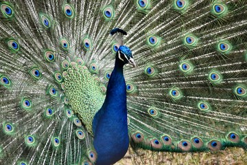 Obraz premium peacock showing its feathers