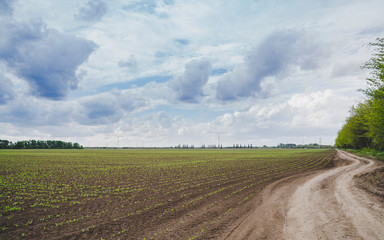 Fototapeta na wymiar Crop field with young green plants in stright lines with a dirt road on the side of the field. Beautiful cloudy sky. 