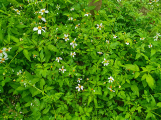 Fototapeta na wymiar green bush with white flowers