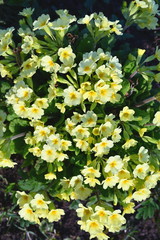 Obraz premium Background. Bush of yellow flowers lit by the sun.