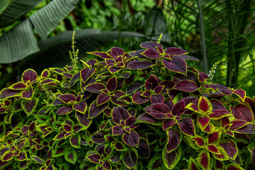 Fototapeta na wymiar Close up green and red coleus solenostemon hybrida leaves background in a garden. Plectranthus scutellarioides, commonly known as coleus, is a species of flowering plant in the family Lamiaceae.
