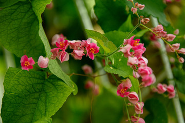 plant, leaf pattern and colorful flower