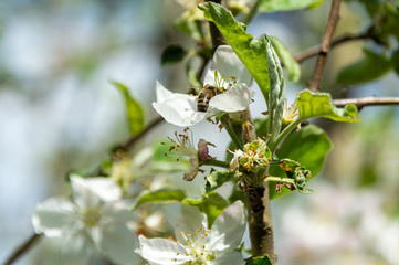bee in apple flower gathering pollen nectar honey. bee pollinating apple tree flowers