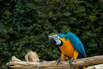 macaw parrot with colorful feathers. Macaw bird close up.Blue-yellow macaw parrot portrait. has a background of nature Soft focus with blurred background.