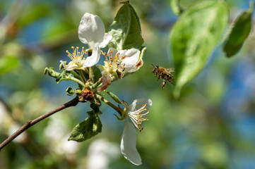 bee in apple flower gathering pollen nectar honey. bee pollinating apple tree flowers