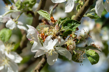 bee in apple flower gathering pollen nectar honey. bee pollinating apple tree flowers