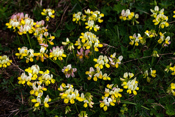 Yellow flowers Lotus Corniculatus or Birdsfoot in green grass. Panorama.