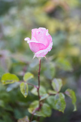 amazing landscape, background, beautiful, beauty, bloom, blooming, blossom, blurred, bokeh, bouquet, bright, bud, bush, close, closeup, color, colorful, culture, farming, field, flora, floral, flower,