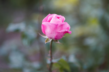 amazing landscape, background, beautiful, beauty, bloom, blooming, blossom, blurred, bokeh, bouquet, bright, bud, bush, close, closeup, color, colorful, culture, farming, field, flora, floral, flower,