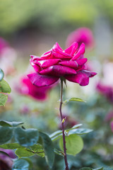 Pink roses on fresh green leaf background and bokeh blure with shallow depth of field.