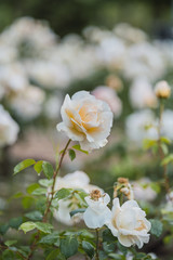 White roses on fresh green leaf background and bokeh blure with shallow depth of field. Soft focus.