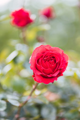 Red roses on fresh green leaf background and bokeh blure with shallow depth of field. Soft focus.