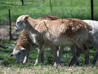 Naklejka na ściany i meble Two sheep graze in a grassy field.