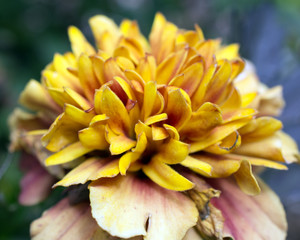 Fototapeta na wymiar Close up of colorful wildflowers.