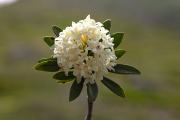Beautiful white spike flower. King Ixora blooming (Ixora chinensis). Rubiaceae flower.Ixora flower. Ixora coccinea flower in the garden.