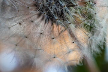 Macro perspective of delicate dandelion seedpods