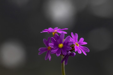 Purple spring flowers macro photo. Primula flowering plants in the family Primulaceae