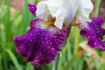 Closeup view of a striking purple and white bearded iris covered with raindrops