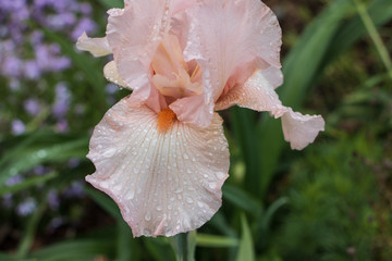 Closeup view of a delicate pink iris with raindrops