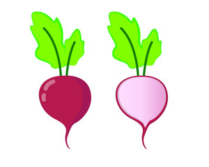 Radish flat vector isolated on white background.
