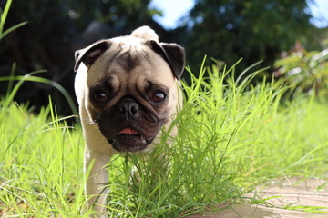 Pug  andando na grama