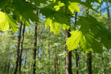 Beautiful maple leaves near us against the background of a blurred young maple forest.