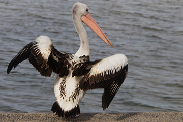 Pelican Prepares for Take off