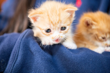 子猫