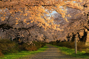 夕焼けの桜並木