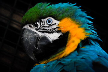 Guacamaya primer plano